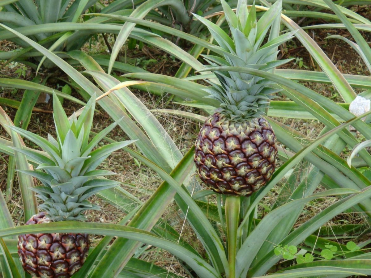 Ananasplantagen