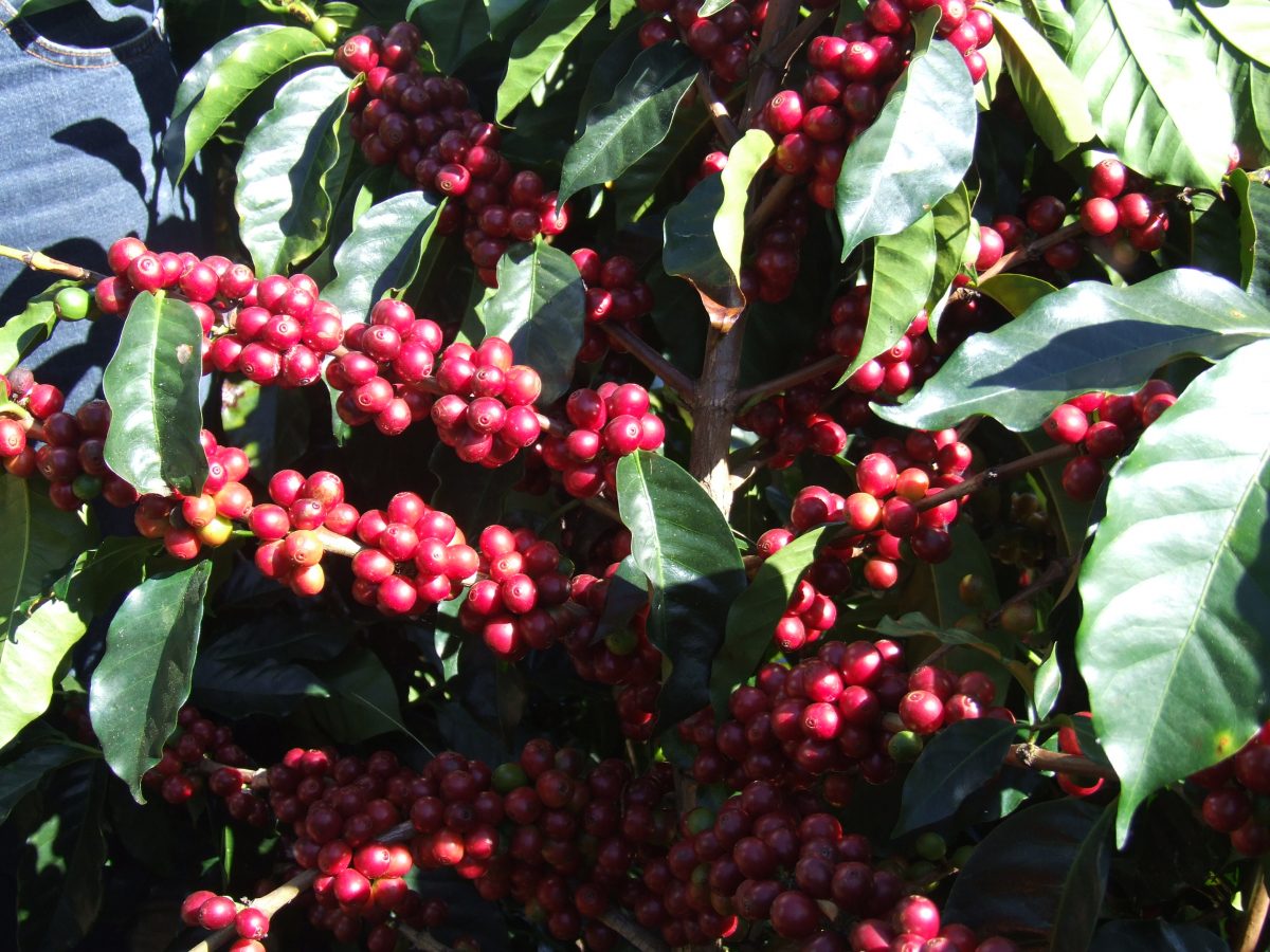 Don Juan Kaffeetour (Monteverde)